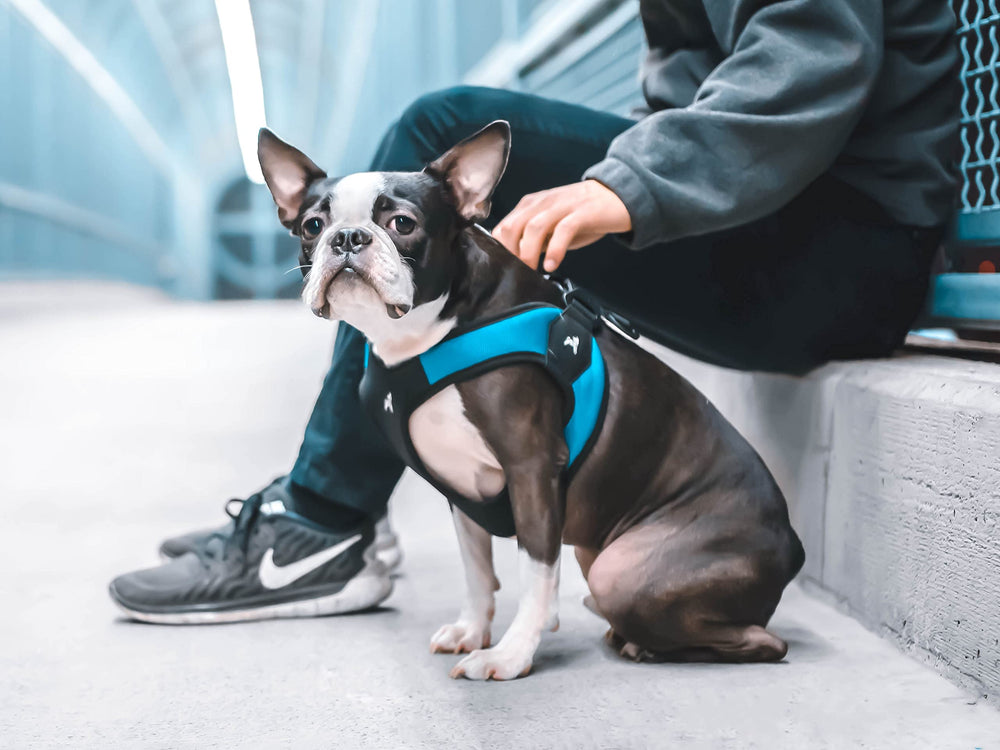 Gooby uso diario: diseño sencillo para paseos y entrenamiento.