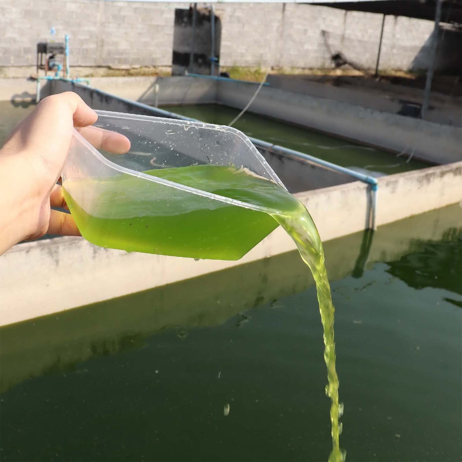 GREEN WATER FARM etiqueta clara con información de calidad y uso.