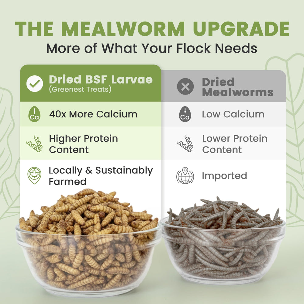 Greenest Treats larvas mosca soldado, opción sostenible sin transgénicos para aves.
