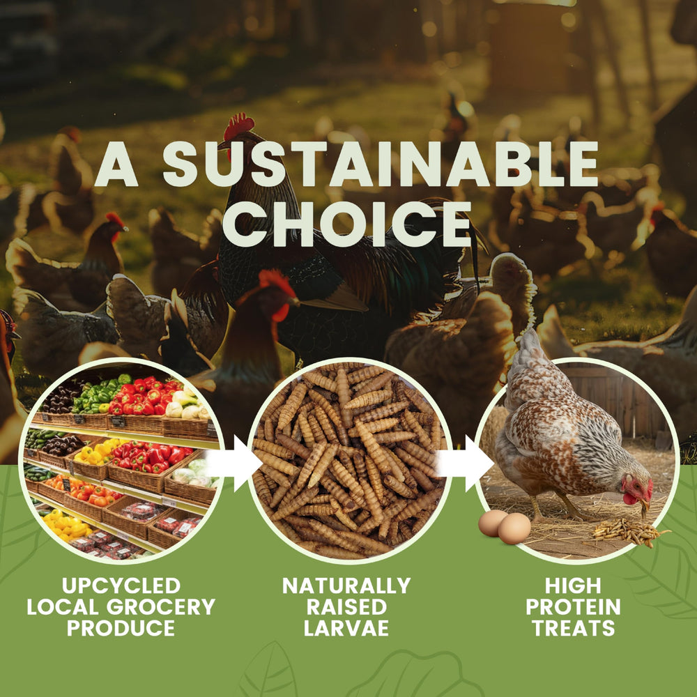 Greenest Treats larvas mosca soldado, ideal como premio para gallinas y patos.