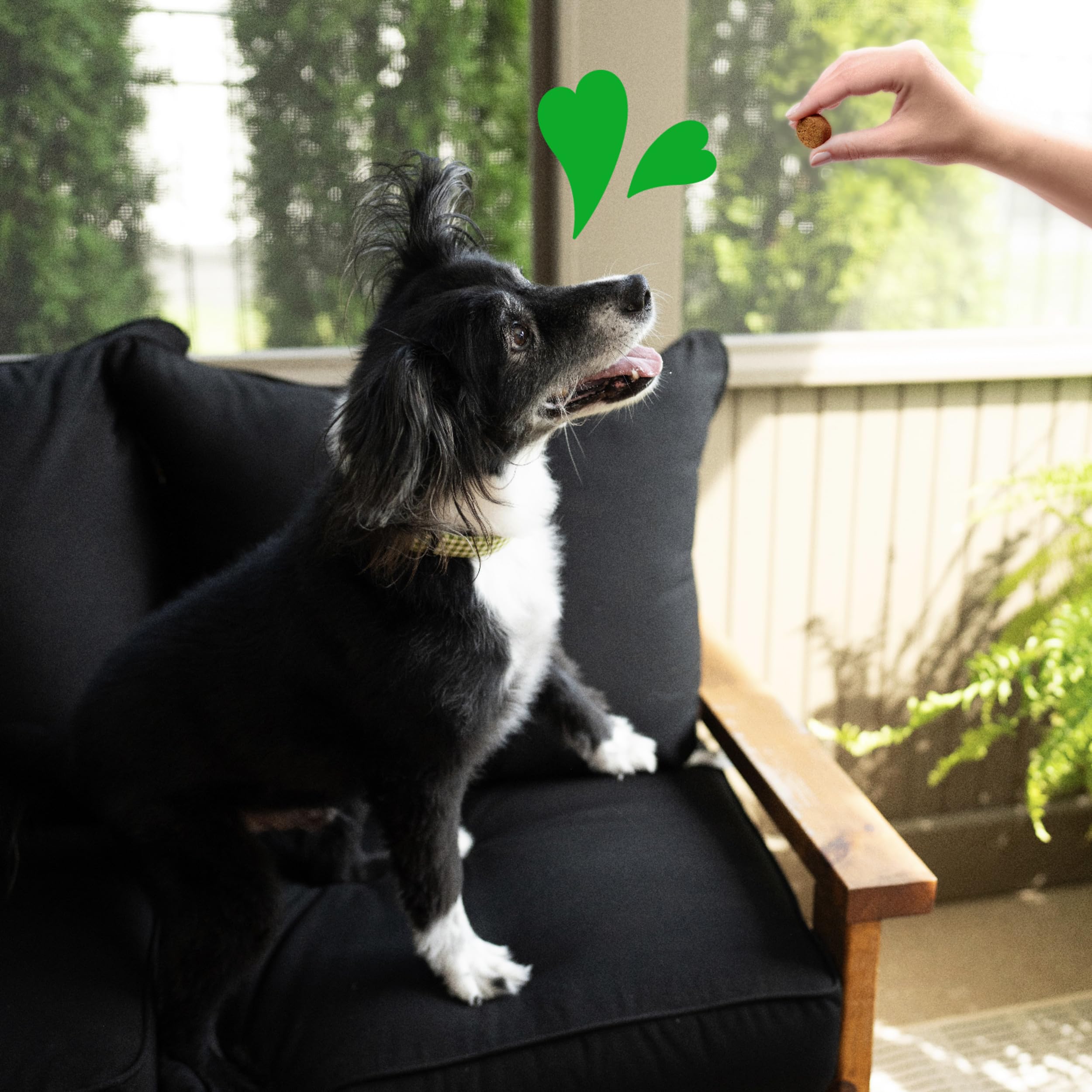 Close-up of Greenies soft chews for daily treats.