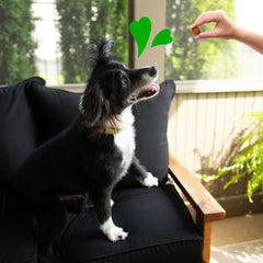 Close-up of Greenies soft chews for daily treats.
