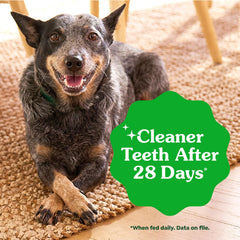 Cachorro con Greenies Teenie, diseño promueve higiene dental diaria y encías sanas.