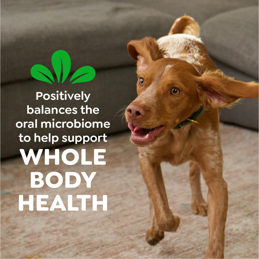 Greenies para control de sarro y placa, apoyo a la higiene bucal.