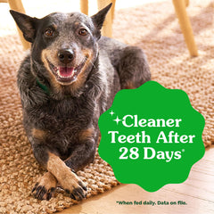 Greenies recomendado por veterinarios para dientes de perros, cuidado dental diario.