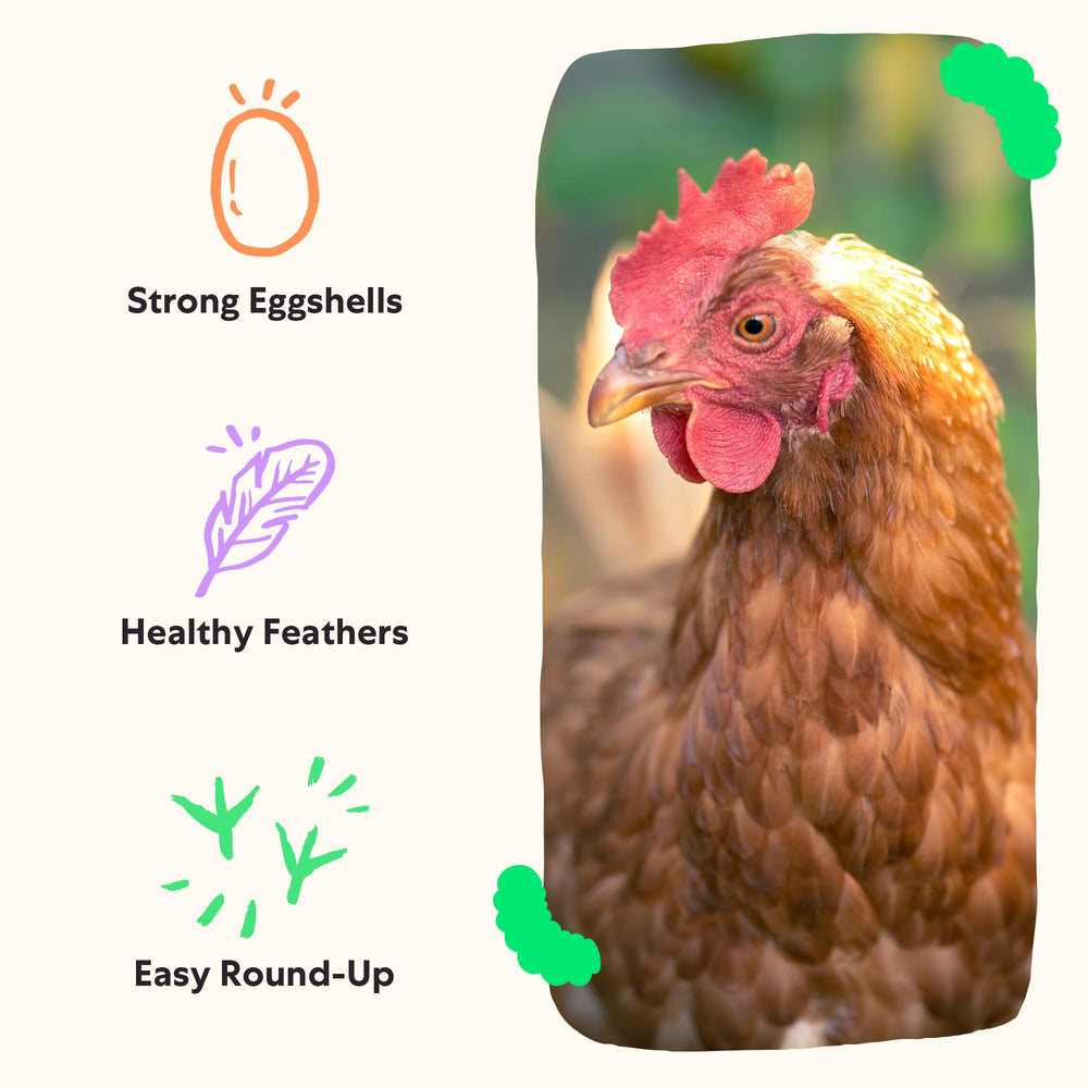 Grubblies, fuente de proteína nutritiva para plumaje saludable.