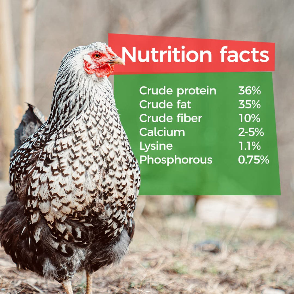 GrubTerra larvas secas para pollos de traspatio, complemento práctico
