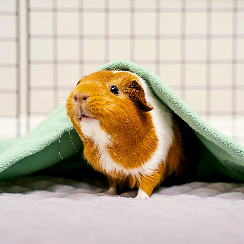 GuineaDad felpa-mar-verdosa ofrece superficie suave y cálida para el confort diario