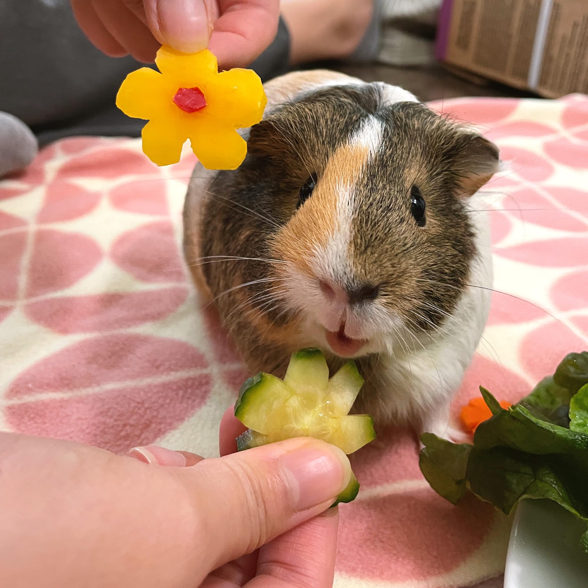 GuineaDad Premium Liner: empaque ecológico que sirve como refugio