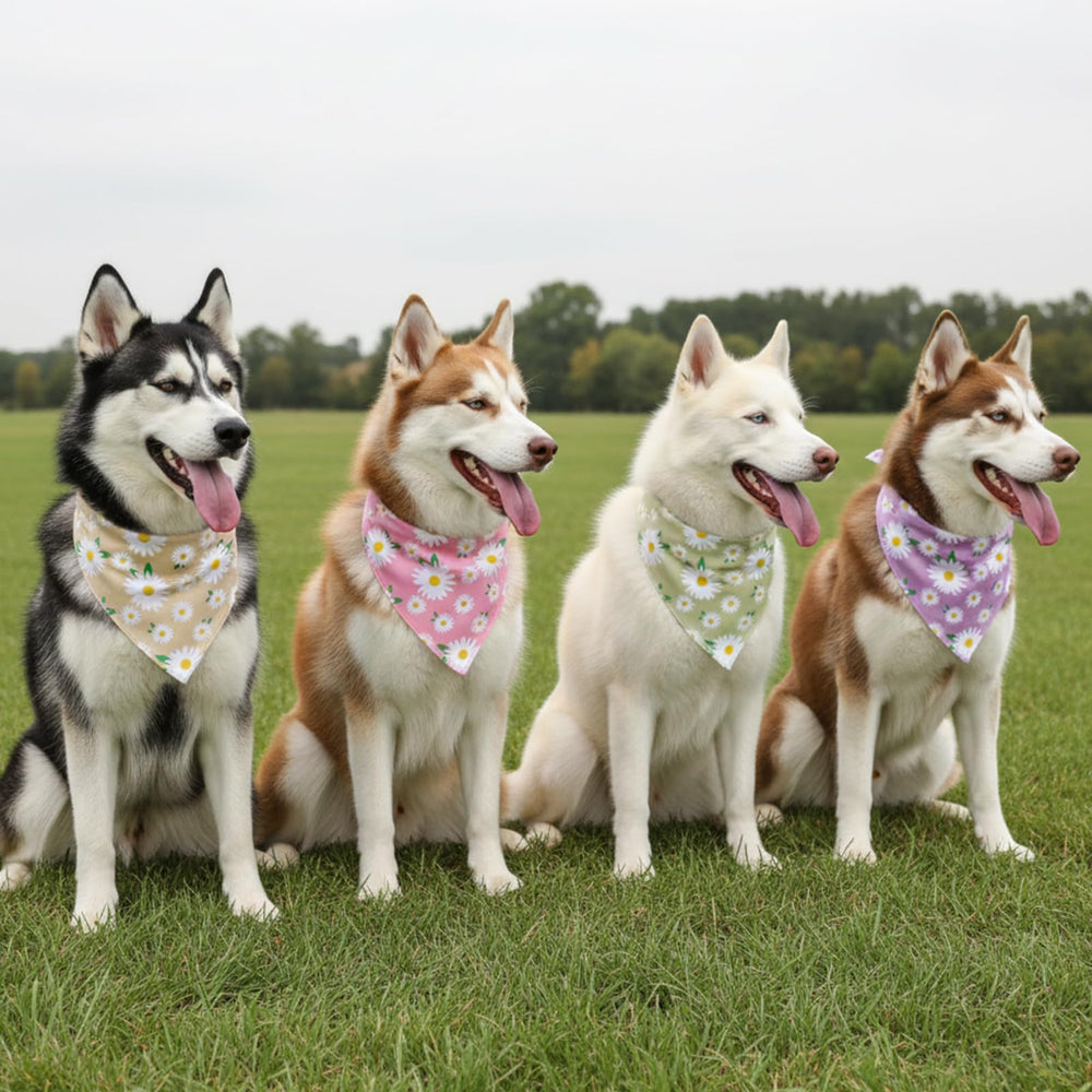 Bandana guiqulai daisy triangular reversible para perro grande, dos estilos prácticos.