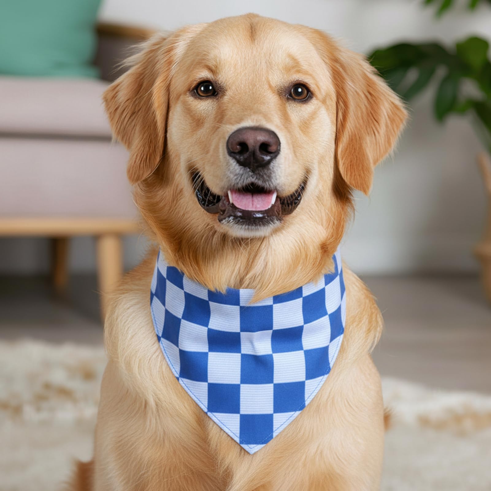 Bandana para sesiones familiares con Guiqulai, azul a cuadros.