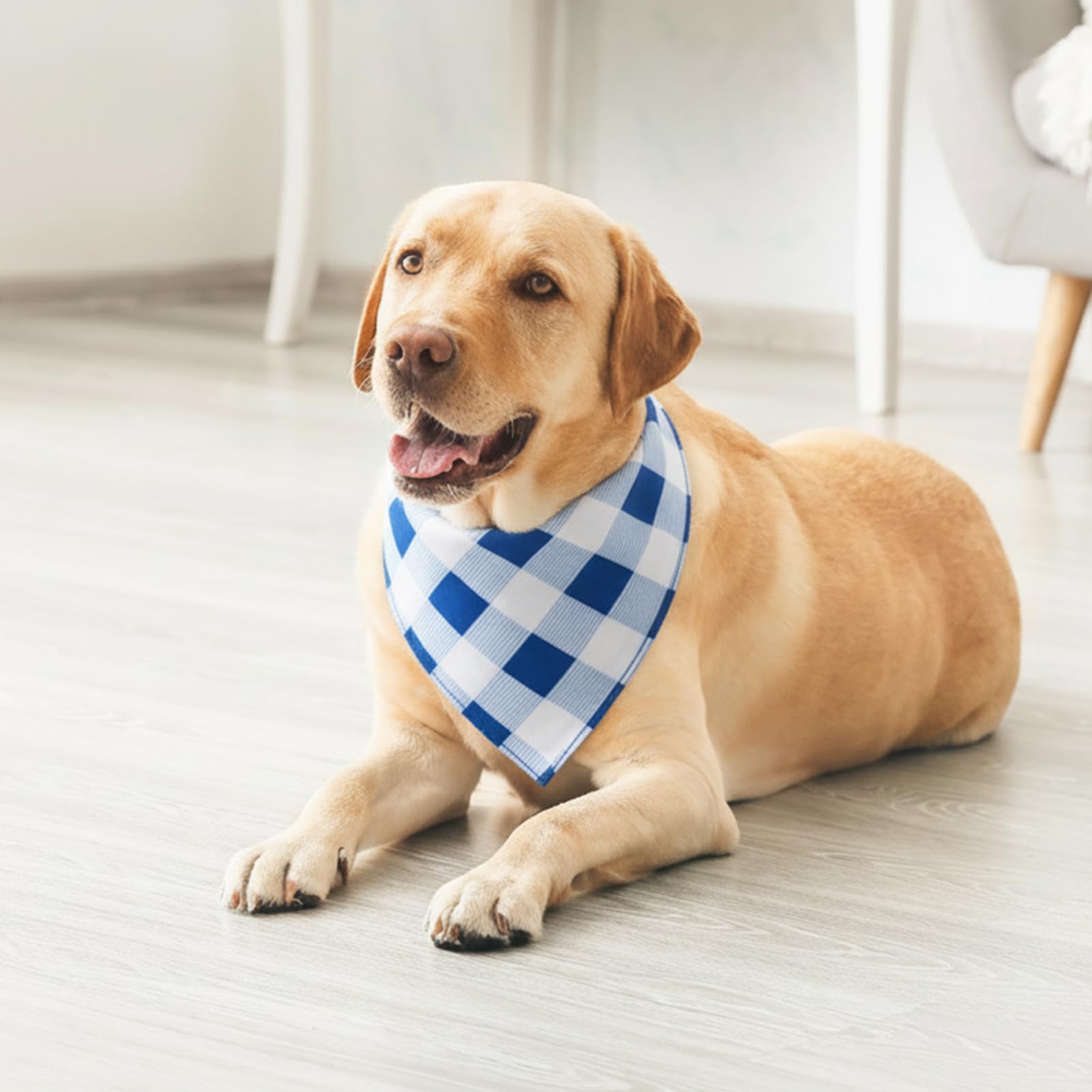 Accesorio Guiqulai para paseos y fiestas, bandana azul resistente.