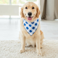 Bandana de uso diario para perro Guiqulai, opción colorida para primavera y verano.