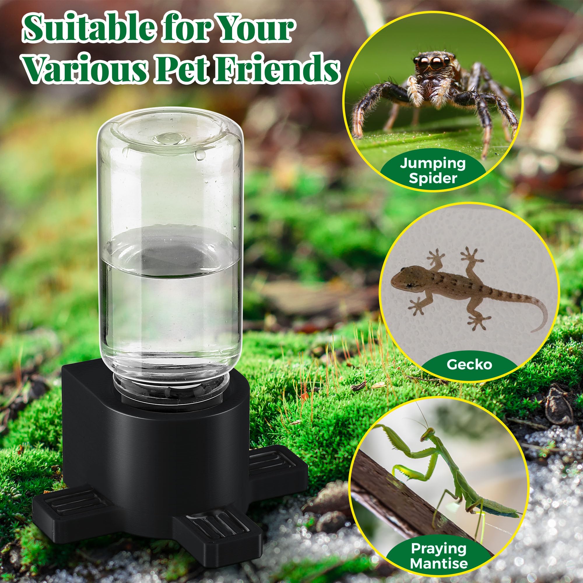Gulfmew dispensador ideal para tarántulas y geckos.