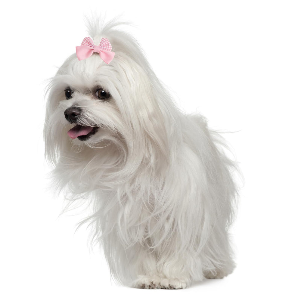 Conjunto GVHNTK para perros y gatos, regalo perfecto para dueños de mascotas.