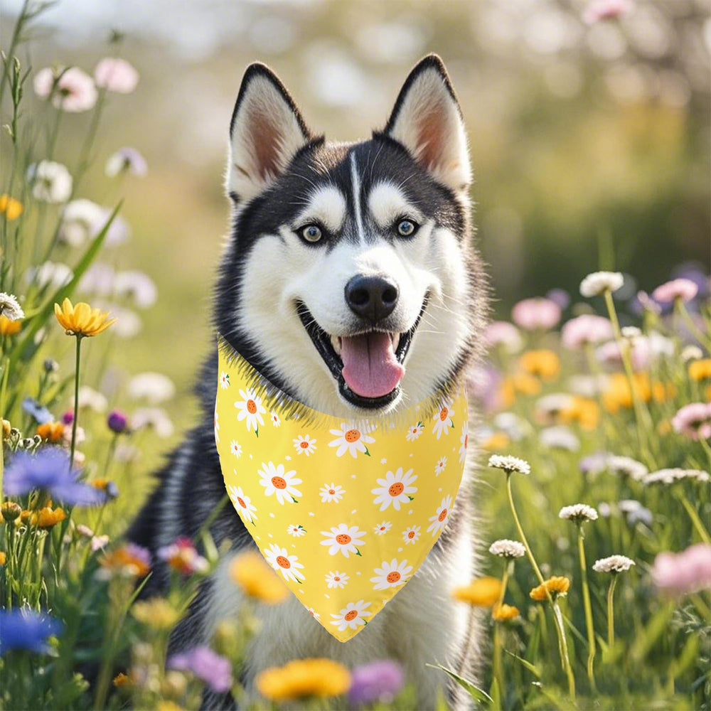 Bandanas Haakong para perros, estilo adorable que destaca en cada paseo
