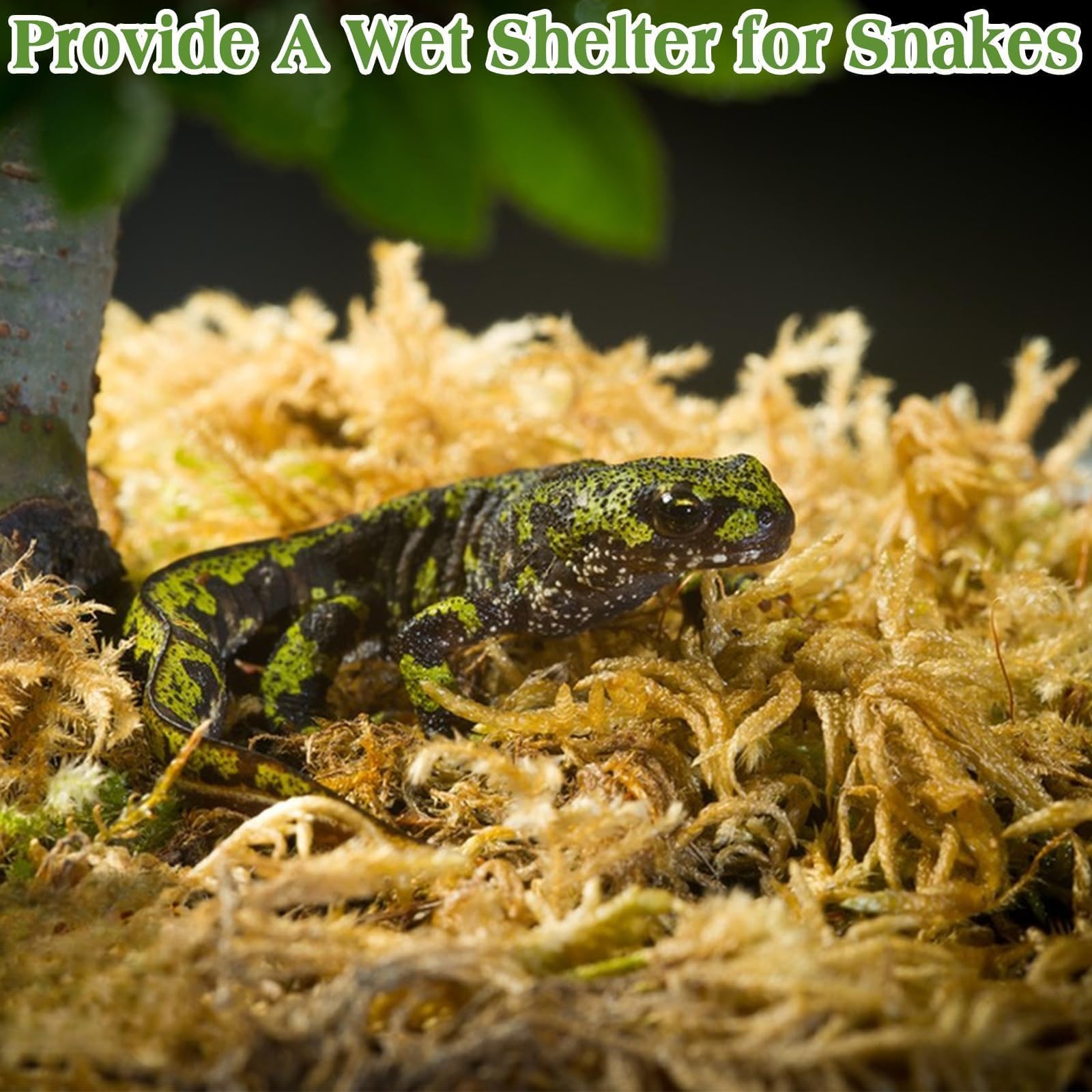 Halatool musgo sphagnum para tortugas de caja y otros reptiles, cama suave.