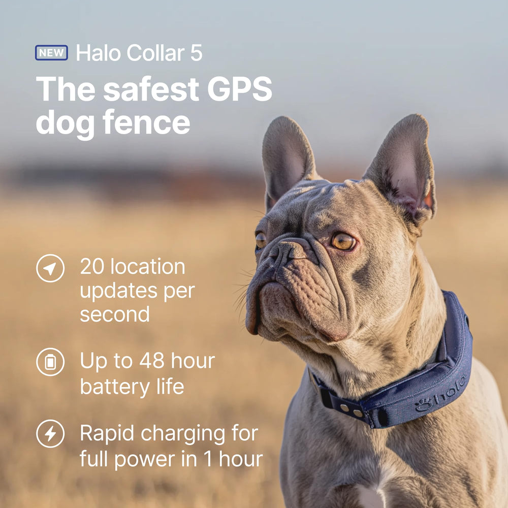Halo Collar 5 con app en teléfono para alertas de cercanía.