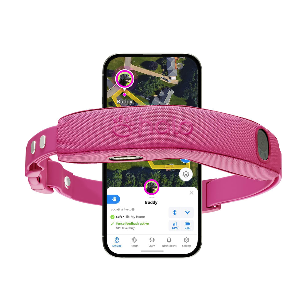 Halo Collar 5 colocado en el cuello del perro para un ajuste cómodo y seguro.