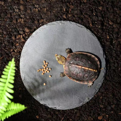 HALONTIN plataforma reposo y comida para tortugas, comiendo y descansando.