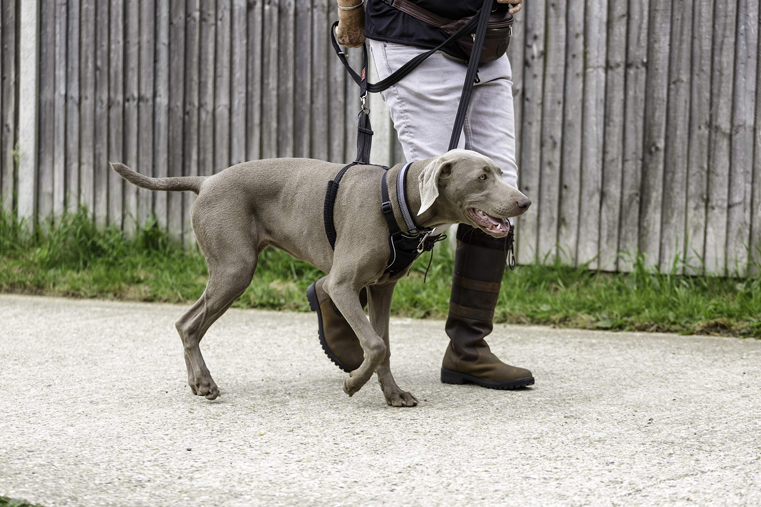Halti No Pull Harness pecho acolchado: comodidad durante paseos