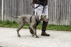 Halti No Pull Harness pecho acolchado: comodidad durante paseos