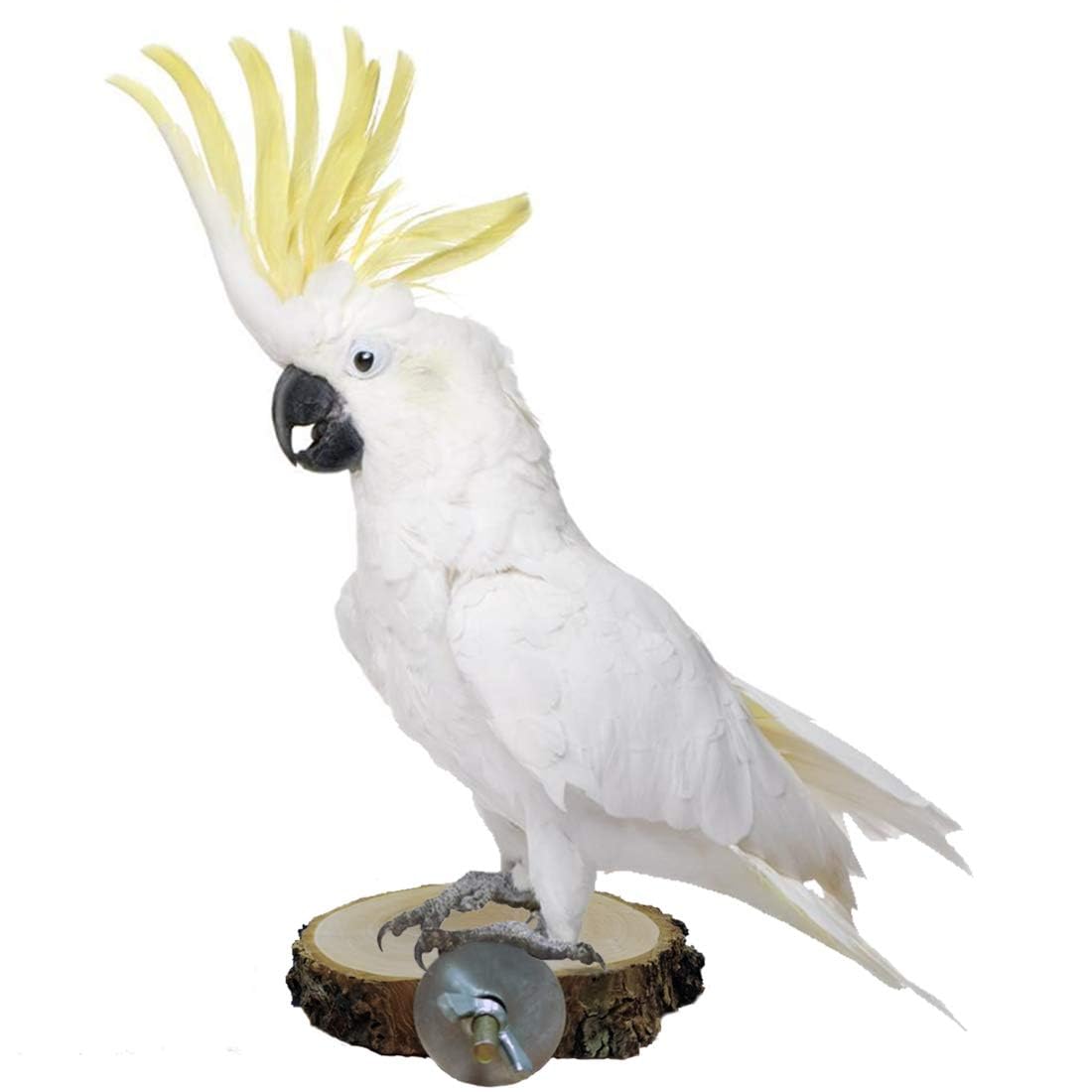 Hamiledyi diseño estético natural que armoniza con la jaula.