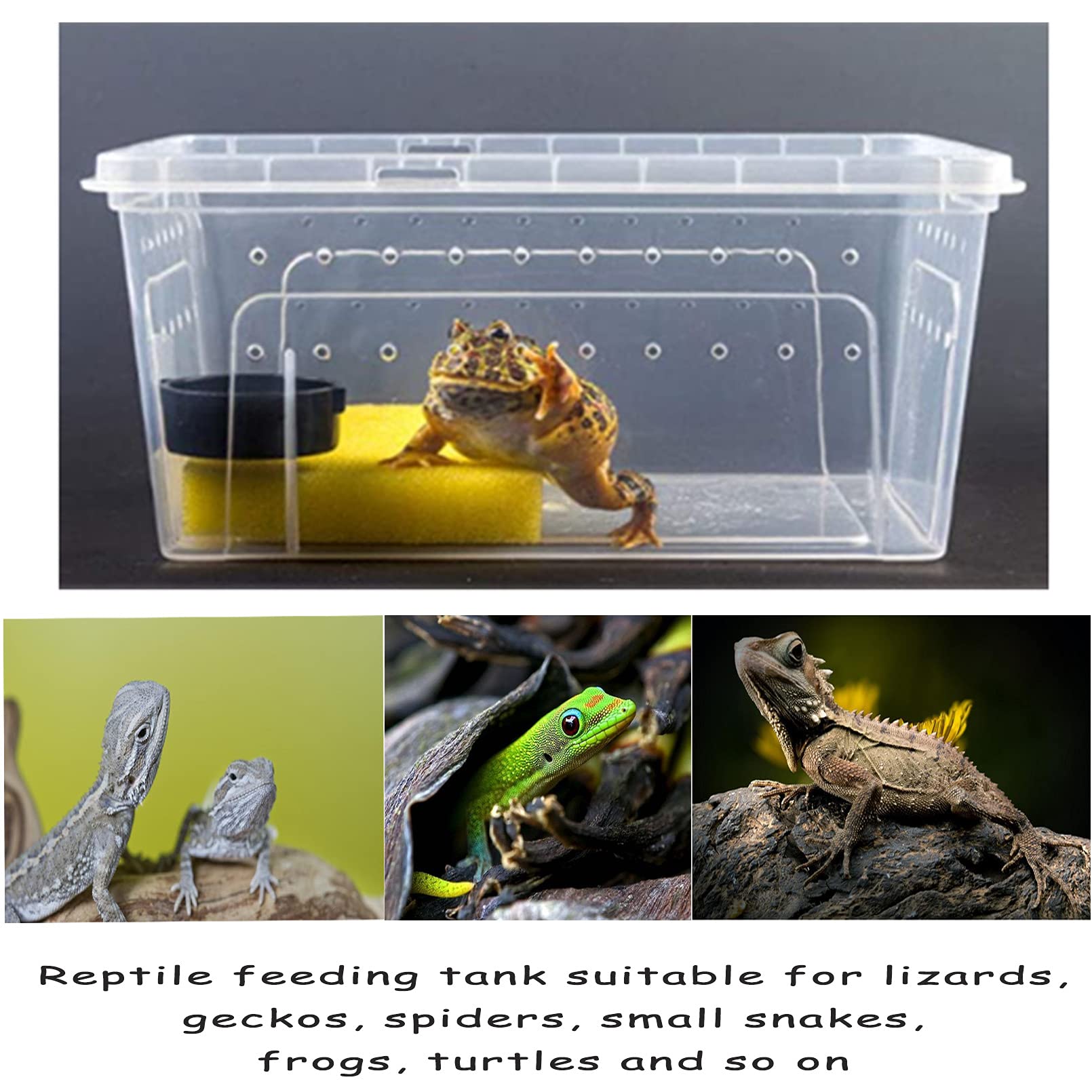 Hamiledyi hábitat minimalista para reptiles pequeños en casa.