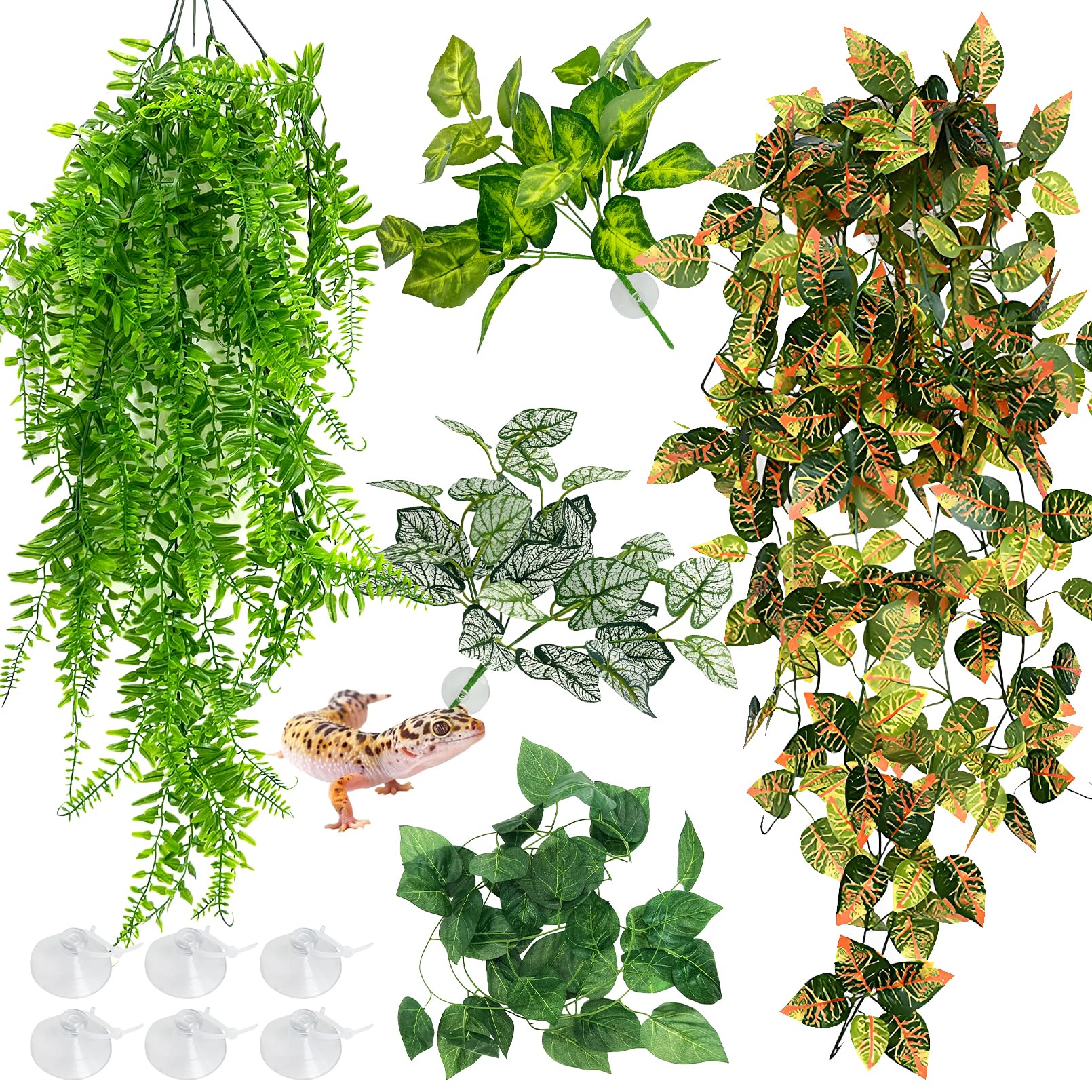 Hamiledyi plantas terrario: hojas grandes colgantes, refugio para reptiles