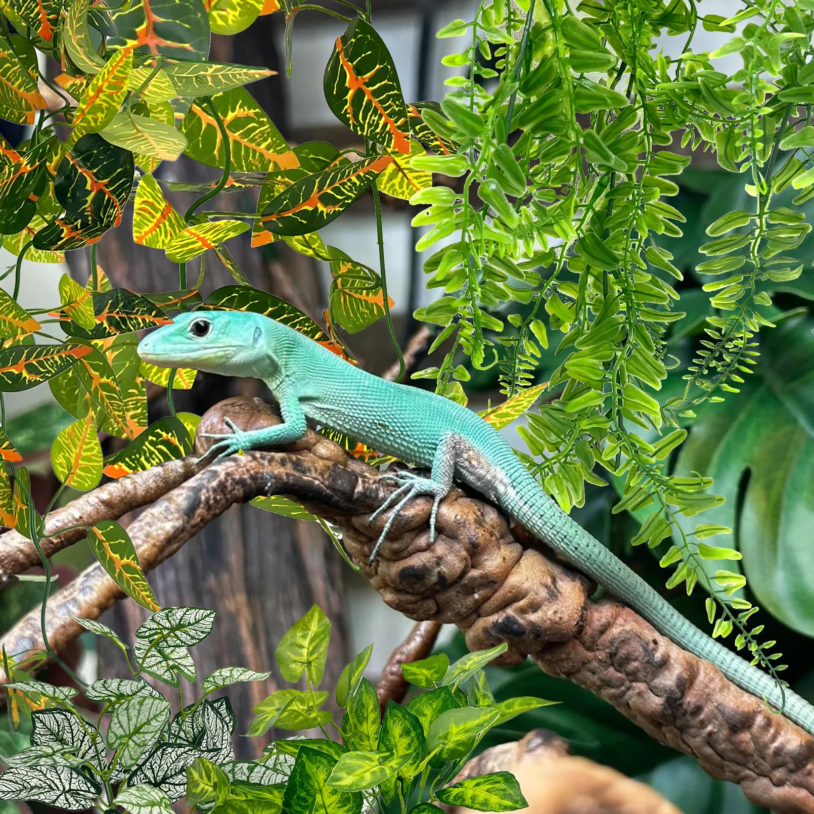 Hamiledyi plantas terrario: hojas pequeñas colgantes estilo A, refugio y trepado
