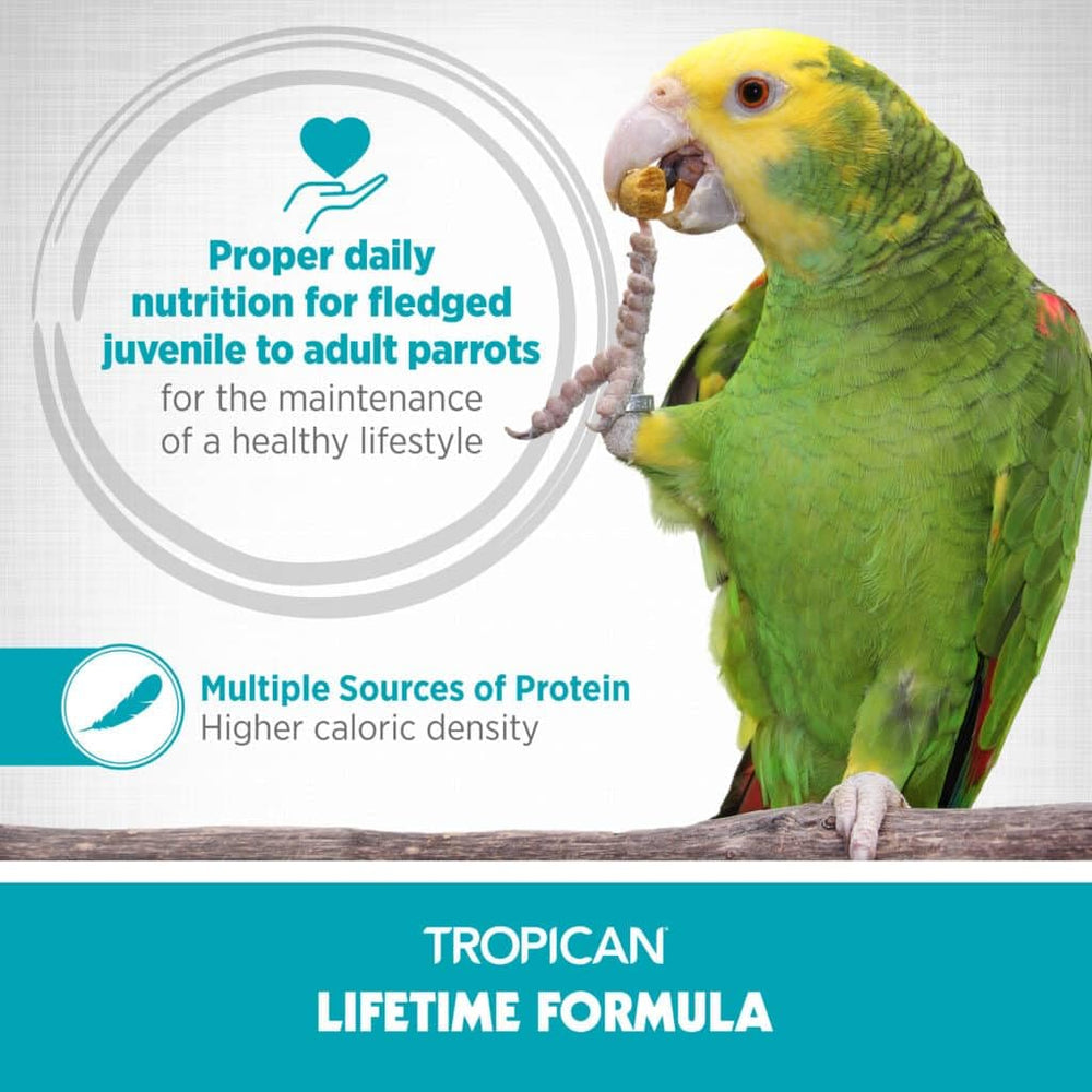Loro comiendo gránulos Tropican, experiencia estable para aves.