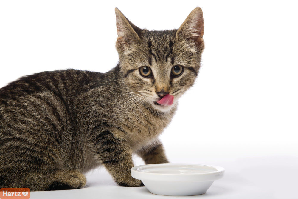Envase de Hartz Hairball Remedy Plus con tapa y etiqueta detallada.