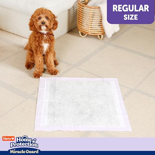 Hartz Miracle Guard: apoyo para perros mayores durante descansos en casa