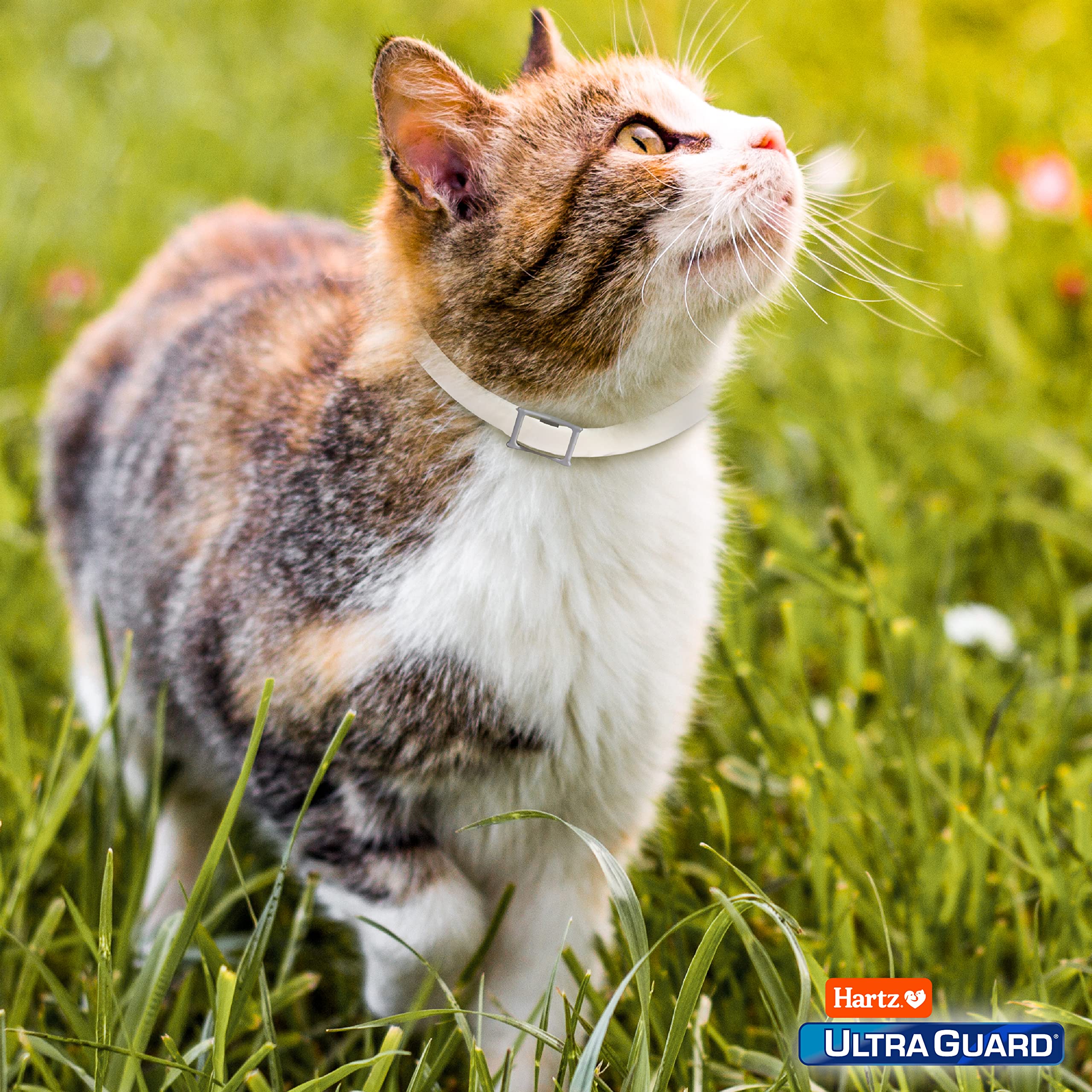Gato con Hartz UltraGuard manteniendo pulgas y garrapatas alejadas