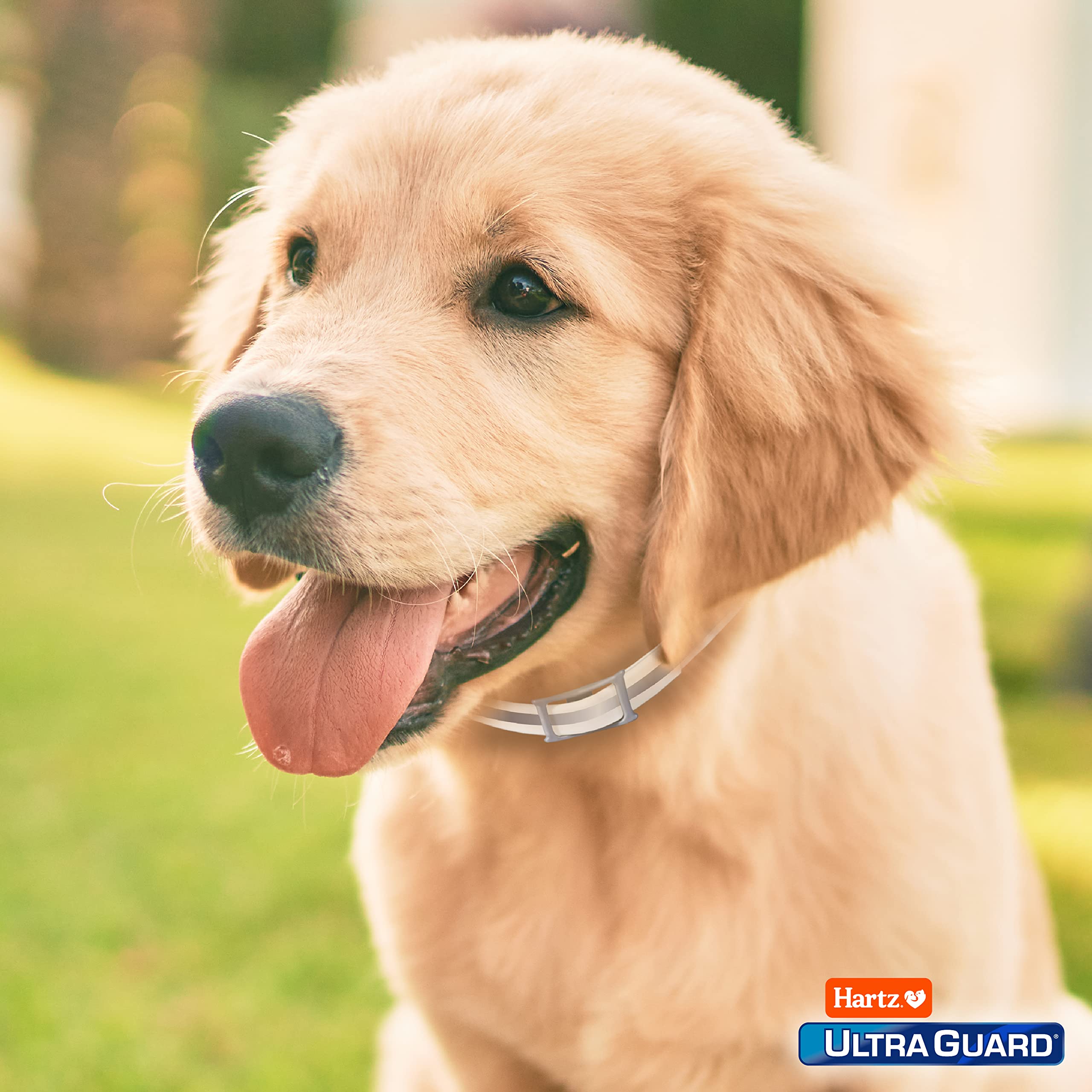 Protección continua de pulgas y garrapatas con Hartz UltraGuard Plus 7 meses.