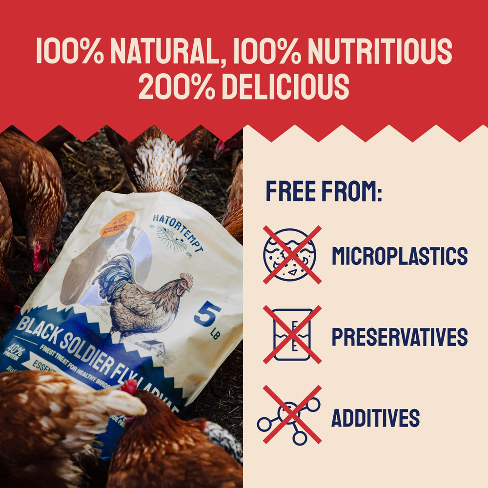 Hatortempt para patos; opción de snack suplementario.