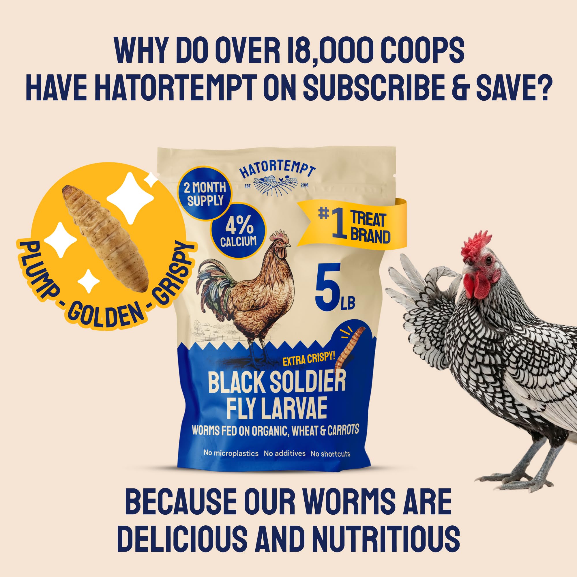 Hatortempt para pollos; snack nutritivo y versátil.
