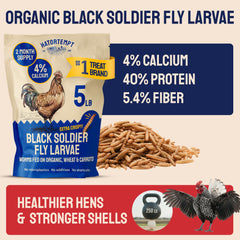 Larvas secas Hatortempt con textura crujiente; snack para pollos.