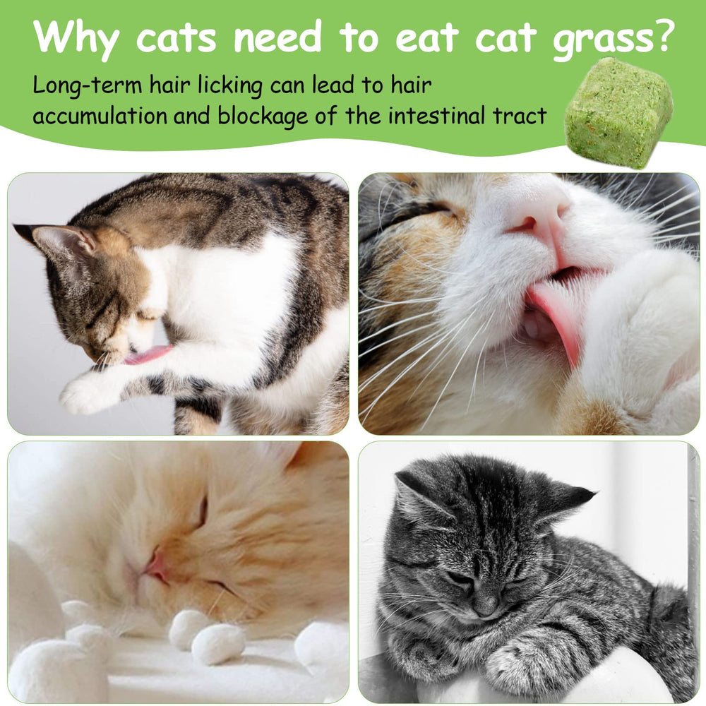 HavenJanny sabor suave y agradable para gatos exigentes.