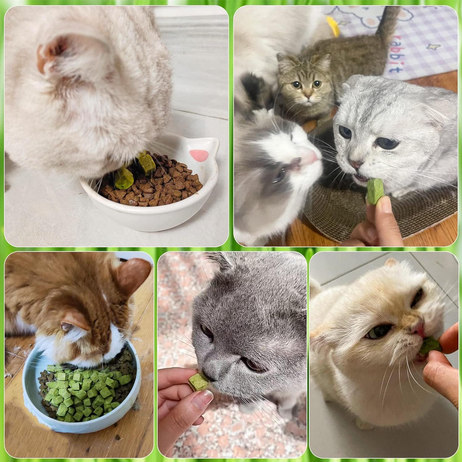 HavenJanny snack-planta-gatos-01: premio saludable que fomenta la masticación