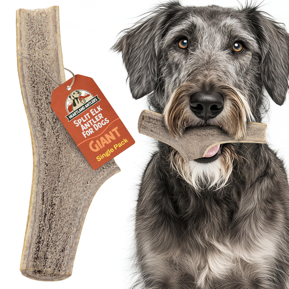 Heartland Antlers: dientes limpios gracias a la masticación con asta natural.