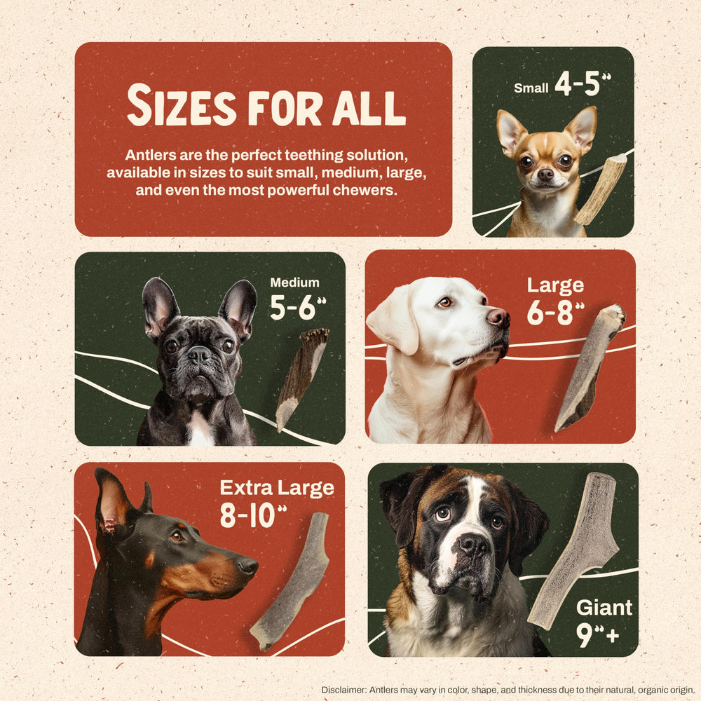 Heartland Antlers: aptas para todas las razas y tamaños de perro.