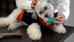 Hero Bonetics hueso femur menta para perros pequeños, sabor refrescante y masticación controlada.