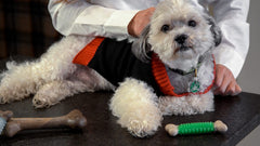 Hero Bonetics hueso femur res para perros pequeños, masticación duradera.