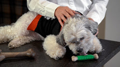 Hero Bonetics protuberancias de goma para limpieza de encías.