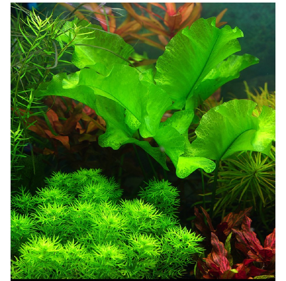 Hewnda substrato acuario 2lb, capa porosa reduce compactación del sustrato