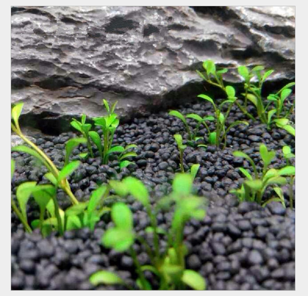 Hewnda substrato acuario 2lb, escena con plantas vibrantes