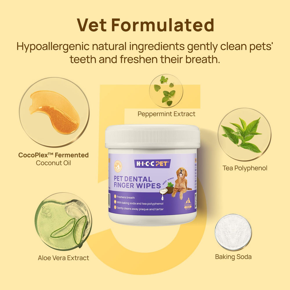 Lingettes dentaires HICC PET pour haleine plus fraîche et sourire sain.