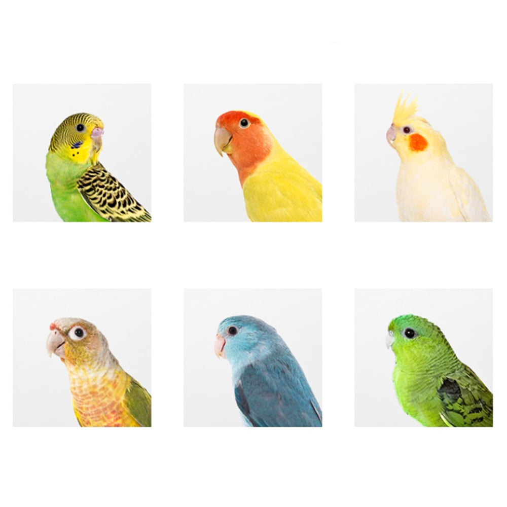 Hiceeden caja nido, superficie lisa y sin costuras para aves pequeñas.