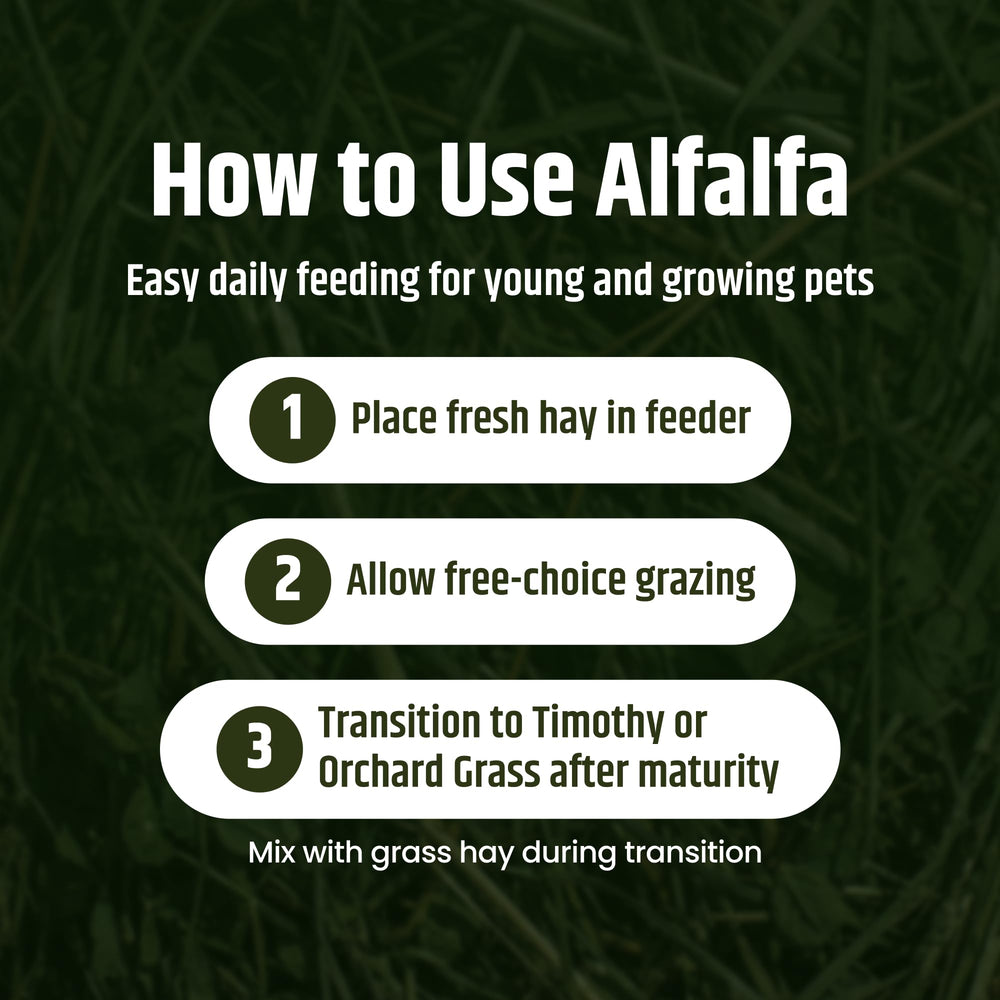 High Desert Alfalfa Heno para conejos: ideal para rutinas diarias